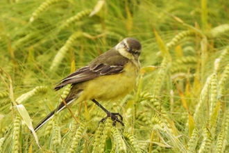 Yellow wagtail by Dave Steel