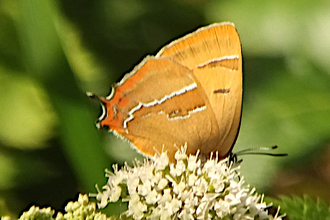 Brown Hairstreak 