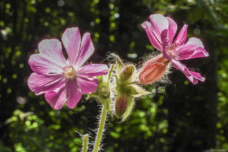 Two red campion flowers in bloom
