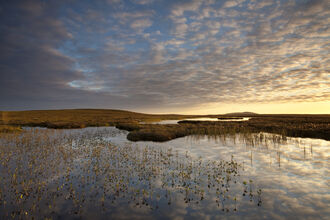 Peat lands
