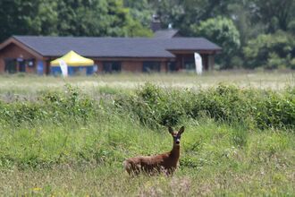 A female roe deer stands in a meadow with the wooden Learning Centre at Lunt Meadows in the background