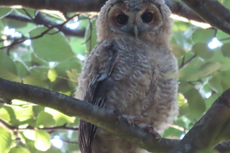 A tawny owl at Chat Moss Credit Kevin Bradshaw