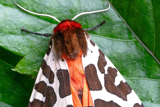 North Lancashire Wildlife Group - Moth