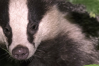 Badger