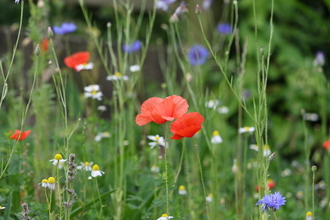 Wildflowers