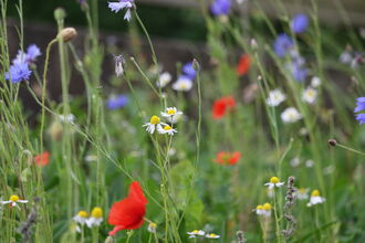 Wildflowers