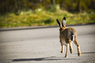 Hare at Brockholes Credit @richardpmedia