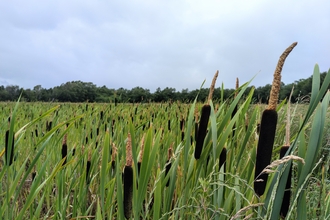 A field of bulrushes