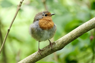 Little Robin entered into August 2025 photography competition taken at Brockholes 