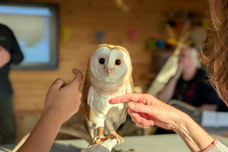 A young barn owl sits on a gloved hand while a child and an older person stroke him. He is staring straight at the camera