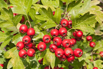 deep red hawthorn berries surrounded by green hawthorn leaves