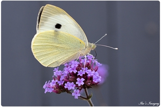 Butterfly on purple flower