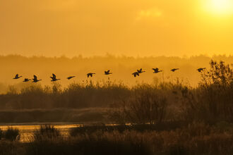 Misty Sunrise at Lunt Meadows entered into the photography competition 2025