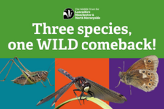 APPEAL BANNER species