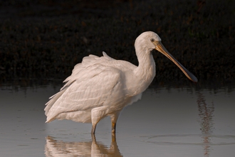 Spoonbill taken at Brockholes, entered into the photography competition 2025