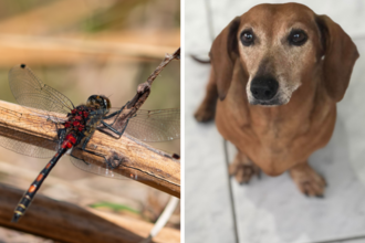 White faced darter on the left hand side and a brown Dachshund on the right hand side