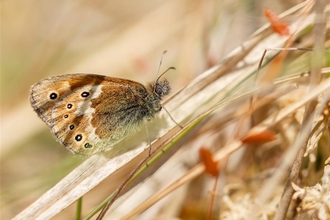 Manchester argus butterfly