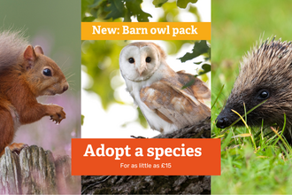 Red squirrel, barn owl and hedgehog with text - New: Barn owl pack, Adopt a species, for as little as £15