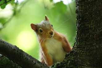 Red Squirrel taken at Freshfield Dune Heath - Oct 25 photo competition
