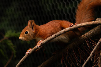 Houdini climbing in his soft-release pen