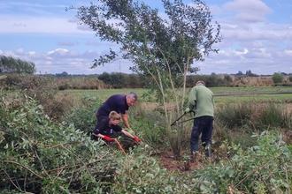 Three volunteers cutting down willow in a grassland at Lunt Meadows