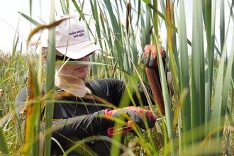 A woman cutting bulrush heads