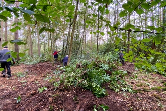 Volunteers removing green rhododendron bushes from woodland