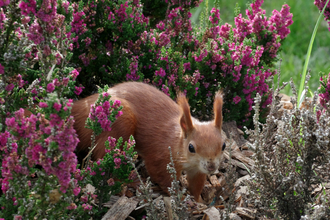 A red squirrel sits in a field of heather.