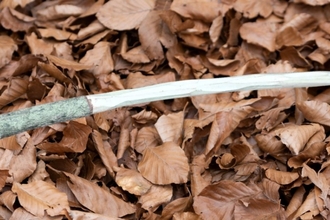 Wand on leaf background