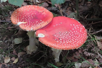Fly Agaric on Chat Moss by Kevin Bradshaw
