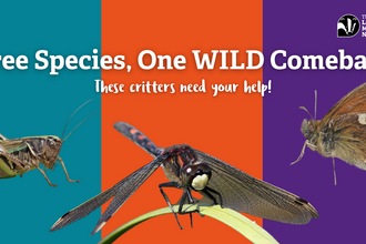 Teal box with a green cricket on it, the middle box being orange with a black and white dragonfly on it, the right hand side purple box with an orange and brown butterfly
