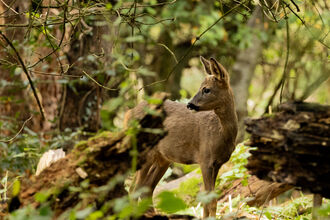 Kid in the Forest - Martyn Goodwin - Brockholes - Photo competition winner Nov 2025