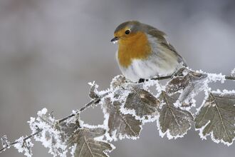 A robin huddles against a branch covered in frosty leaves.