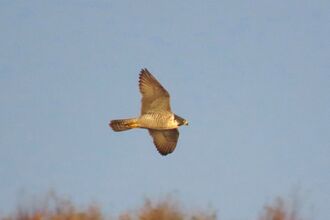Peregrine Falcon in flight against a blue clear sky over Chat Moss Credit Kevin Bradshaw