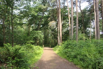 Mere Sands Wood by Alan Wright