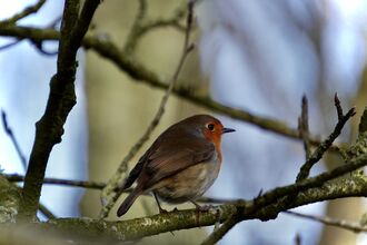 Robin - December 2025 photo comp winner