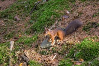 Tweeddale Red Squirrel sitting on a rock