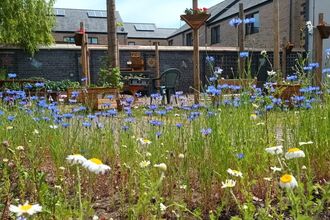 Wildflowers at the Chai Centre