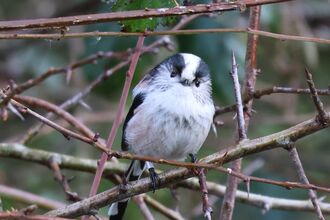 Long-tailed tit at Brockholes Credit Brian Kille
