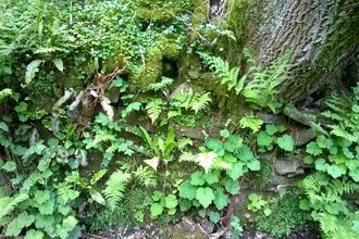 Spring woodland plants