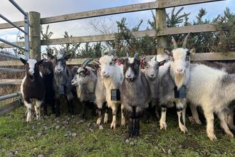 A group of black, white and grey Cheviot goats