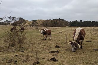 Four brown and white cows in front of sand dunes