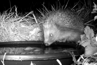 Hedgehog drinking at night