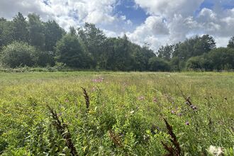 Meadow at Mere Sands Wood