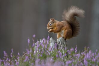 Red squirrel perches on tree stump