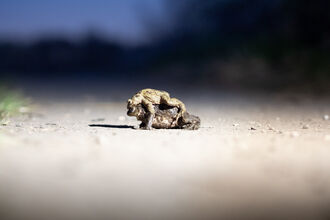 Toads mating at Lunt Meadows - February 26 photo competition winner