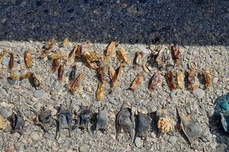 Shark and skate egg cases laid out on a tarmac surface