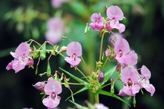 Closeup of the flowers of himalayan balsam