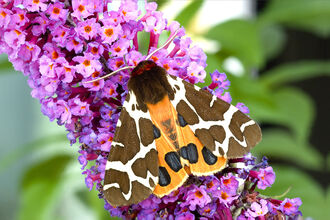 Garden tiger by Denis Jackson