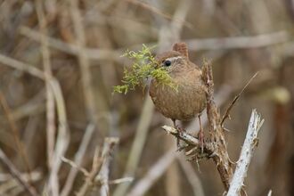 Nest Building Wren at Brockholes - March Photo Competition Winner 2026